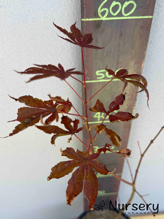 Acer Palmatum 'Japanese Maple' (JP23)