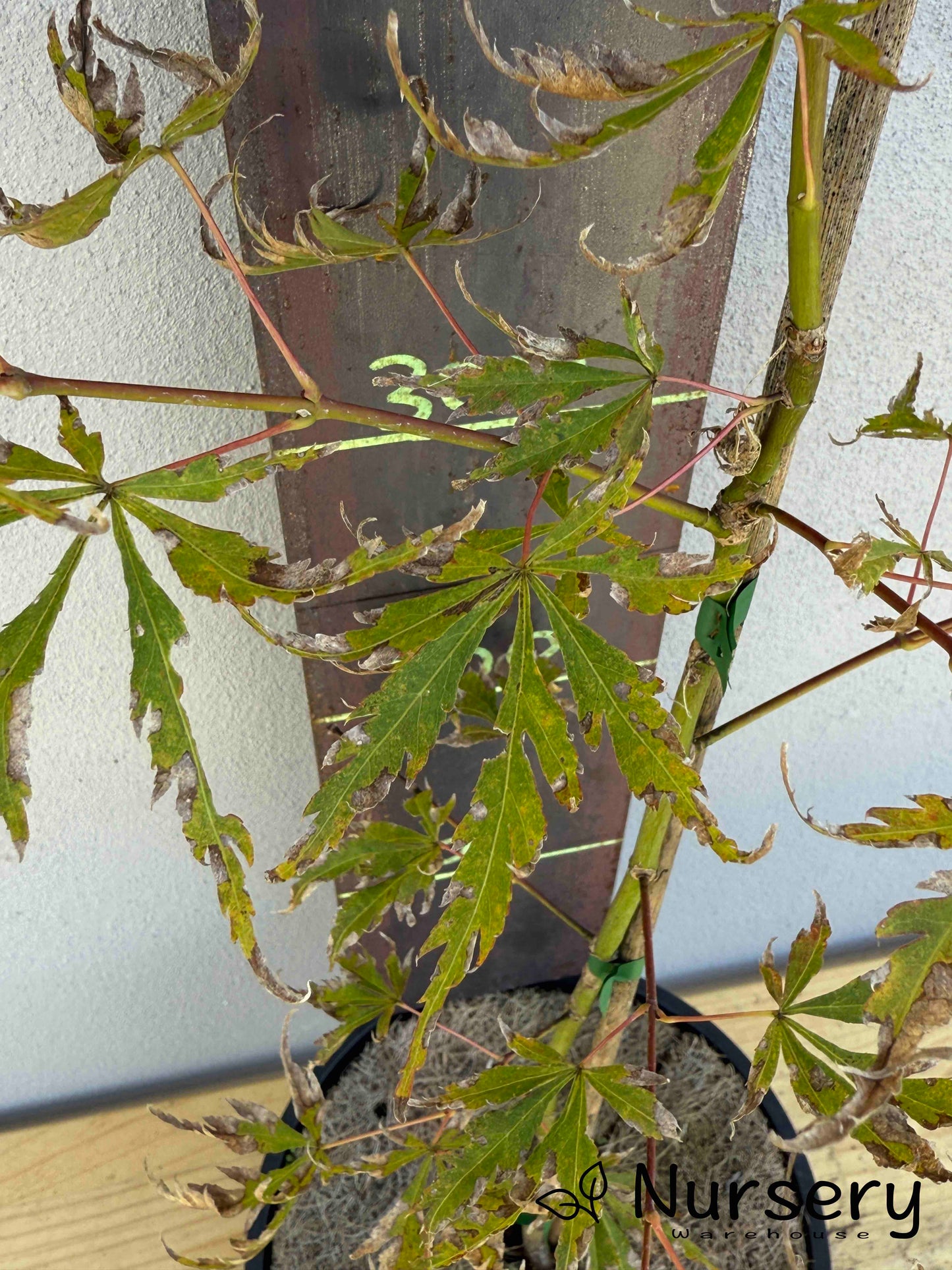 Acer Palmatum 'Japanese Maple' (JP29)