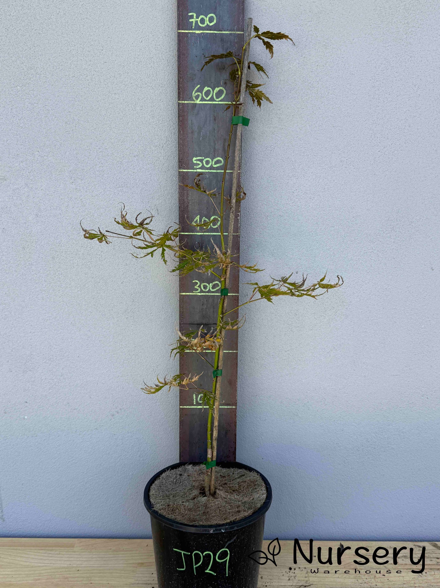 Acer Palmatum 'Japanese Maple' (JP29)