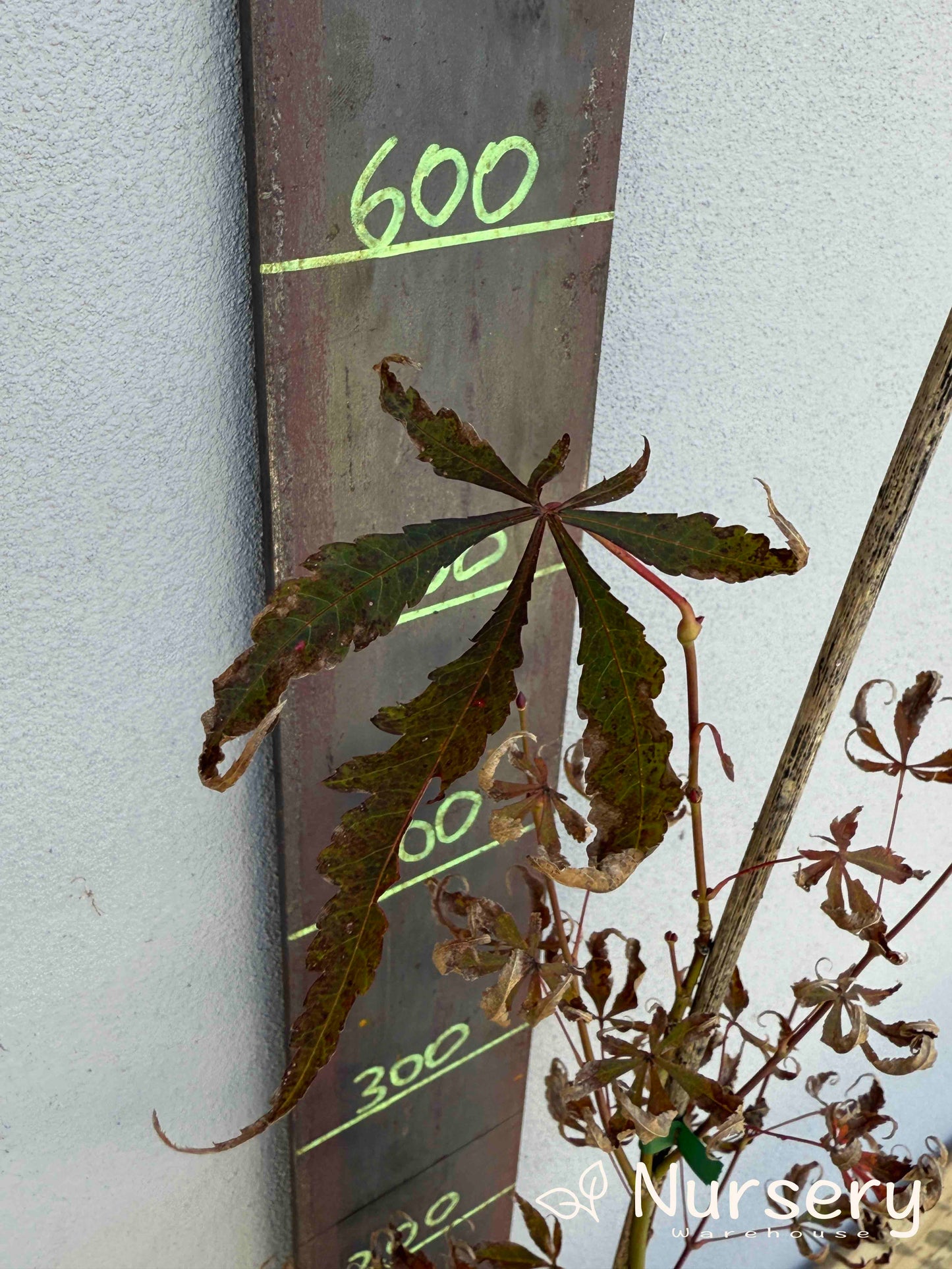 Acer Palmatum 'Japanese Maple' (JP30)