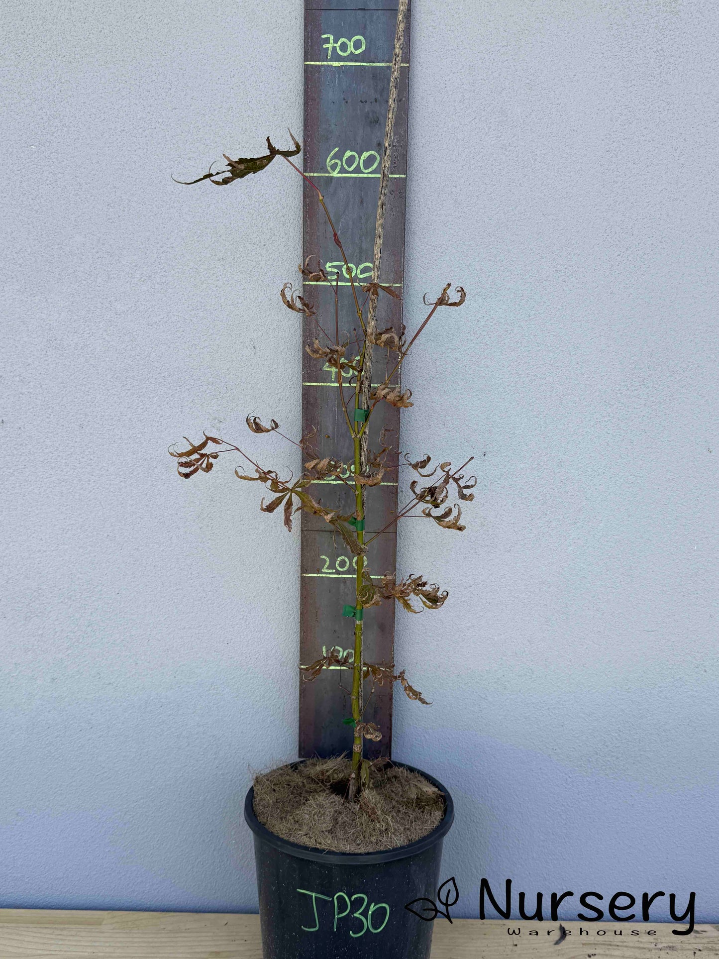 Acer Palmatum 'Japanese Maple' (JP30)