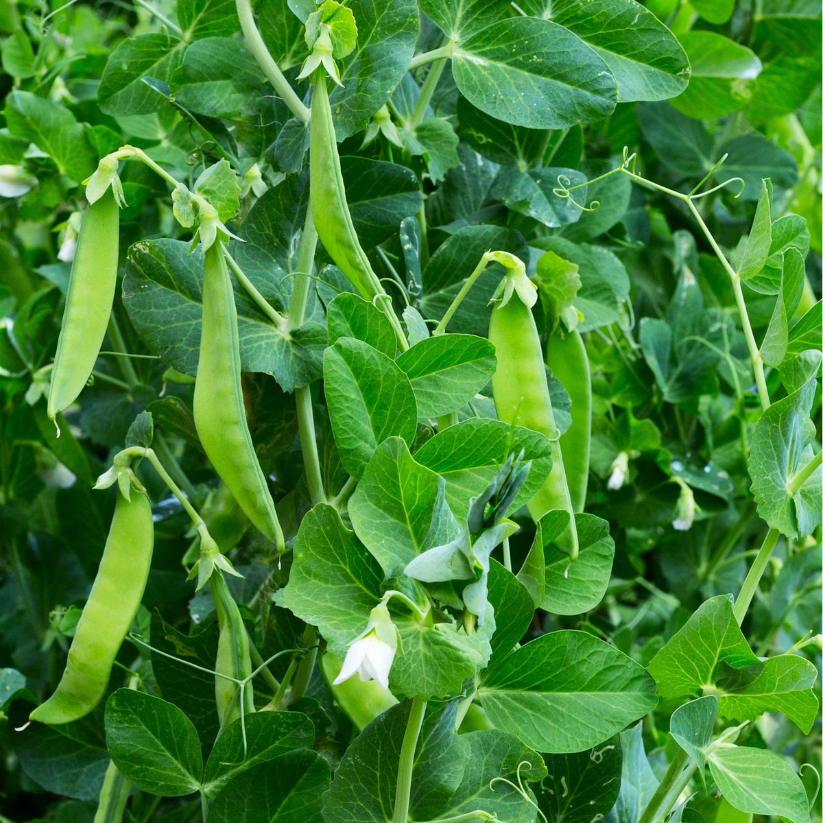 Pisum sativum (Snow Pea Sugar Pod)