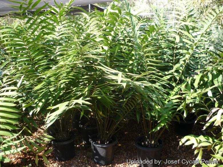 Ceratozamia Robusta (Giant Ceratozamia)