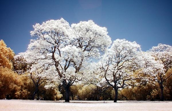 Jacaranda Mimosifolia ‘Alba’ (White Jacaranda) Grafted