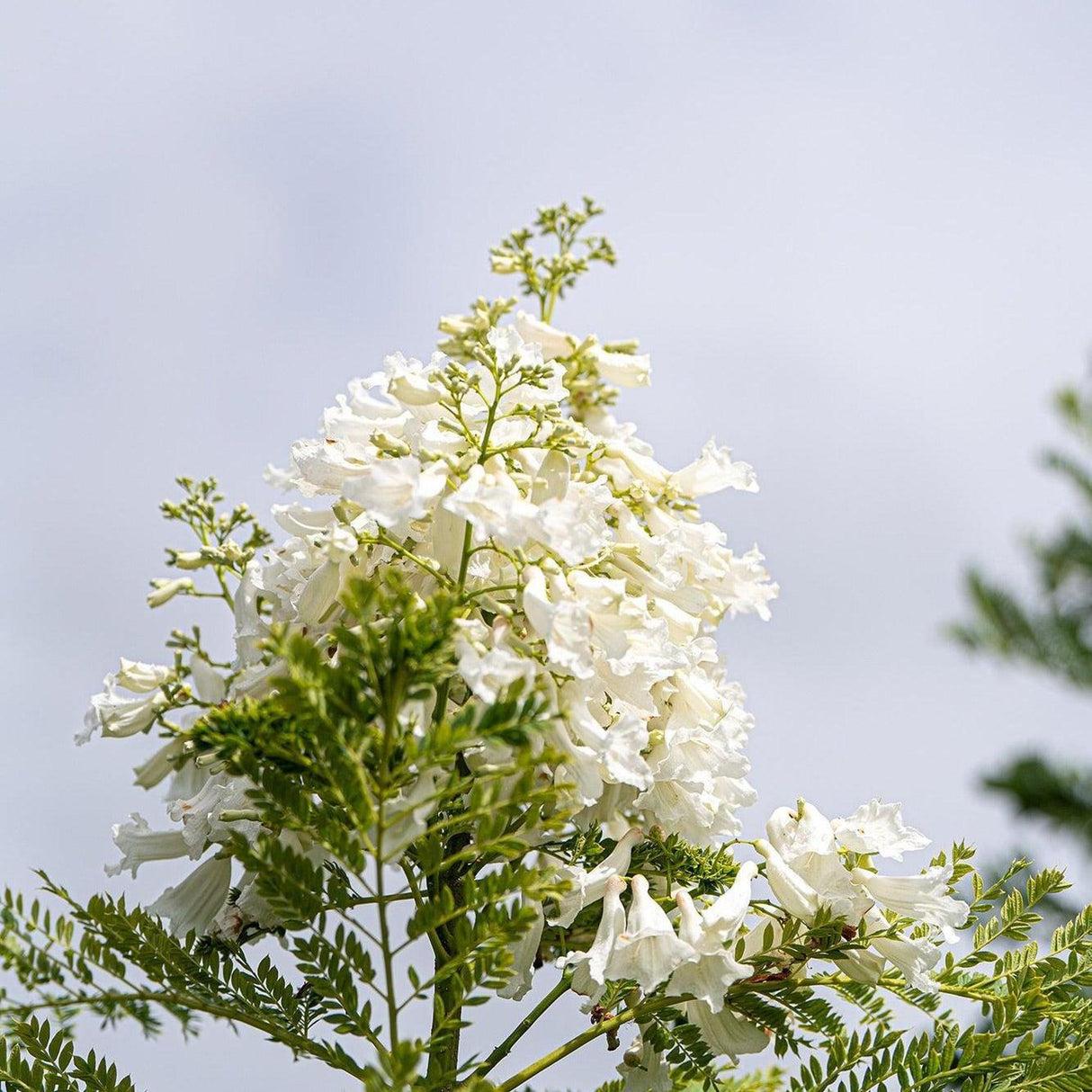 Jacaranda Mimosifolia ‘Alba’ (White Jacaranda) Grafted
