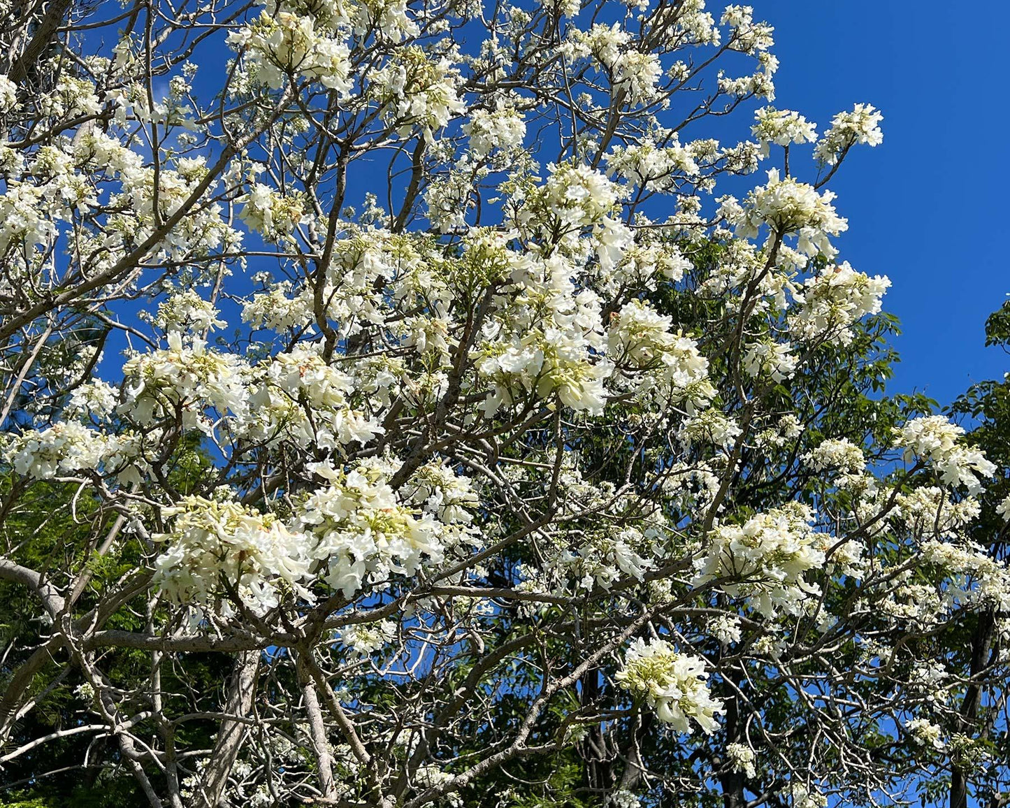 Jacaranda Mimosifolia ‘Alba’ (White Jacaranda) Grafted
