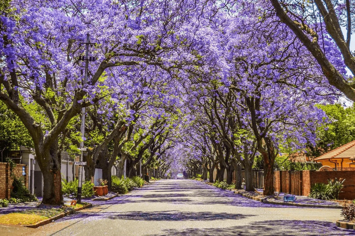 Jacaranda Mimosifolia