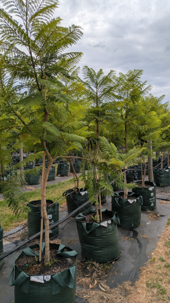 Jacaranda Mimosifolia