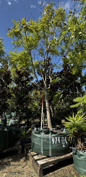 Jacaranda Mimosifolia (Jacaranda)