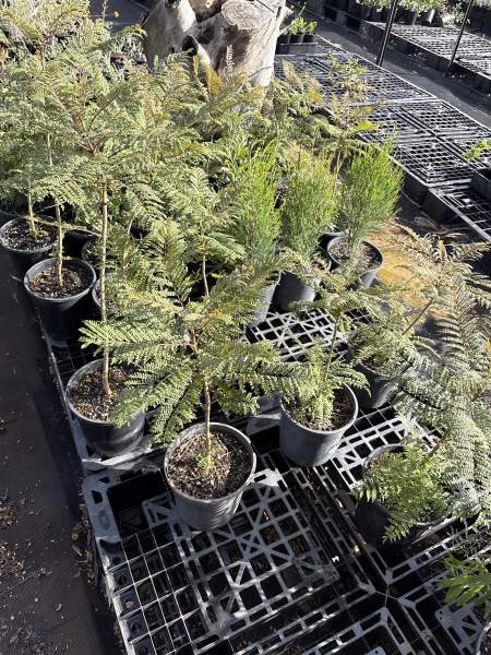 Jacaranda Mimosifolia