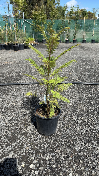 Jacaranda Mimosifolia