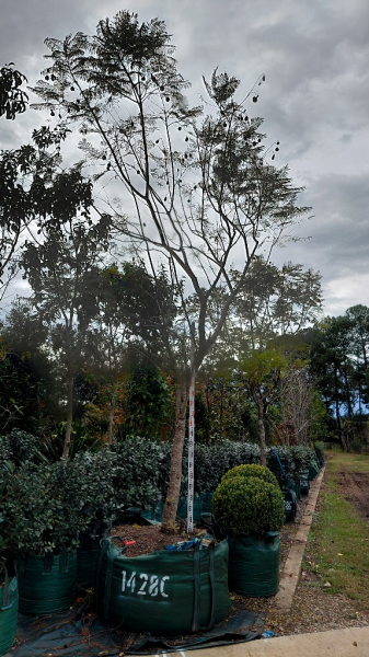 Jacaranda Mimosifolia (Jacaranda)