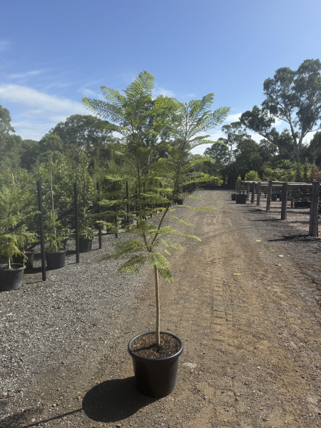 Jacaranda Mimosifolia ‘Alba’ (White Jacaranda) Grafted
