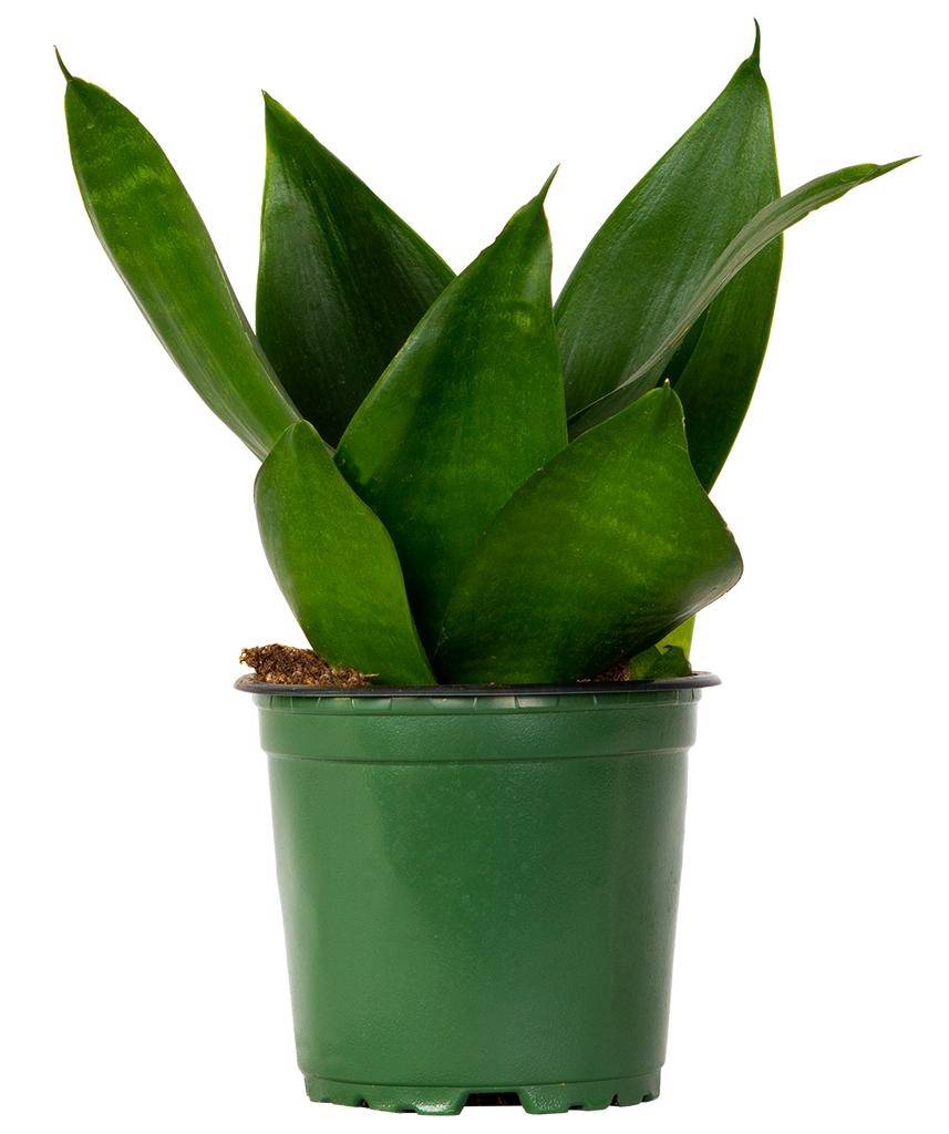 Dracaena Trifasciata ‘Hahnii Jade’ (Jade Dwarf Snake Plant)