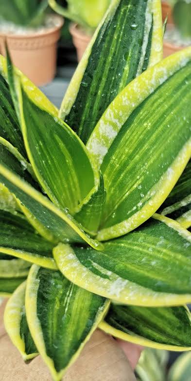 Dracaena Trifasciata ‘Hahnii Jade’ (Jade Dwarf Snake Plant)