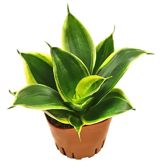 Dracaena Trifasciata ‘Hahnii Jade’ (Jade Dwarf Snake Plant)