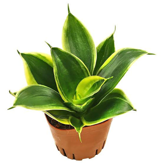 Dracaena Trifasciata ‘Hahnii Jade’ (Jade Dwarf Snake Plant)