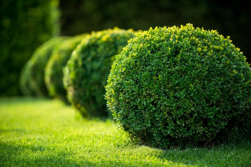 Buxus microphylla (Boxwood)