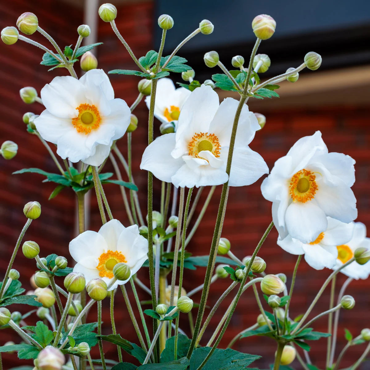 Anemone × Hybrida 'Elite Pure White' (Japanese Windflower)