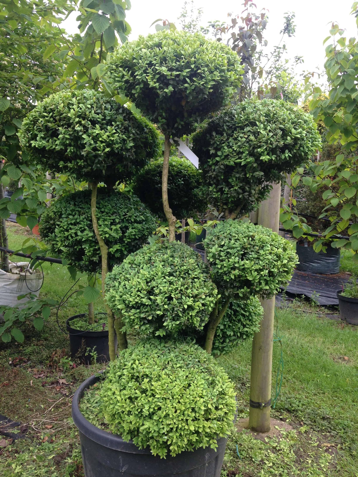 Buxus Microphylla var. Japonica (Japanese Box Topiary Clouds)