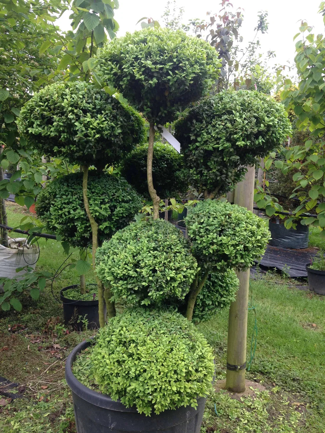 Buxus microphylla var. japonica ‘Topiary Clouds’ (Japanese Box Topiary Clouds)