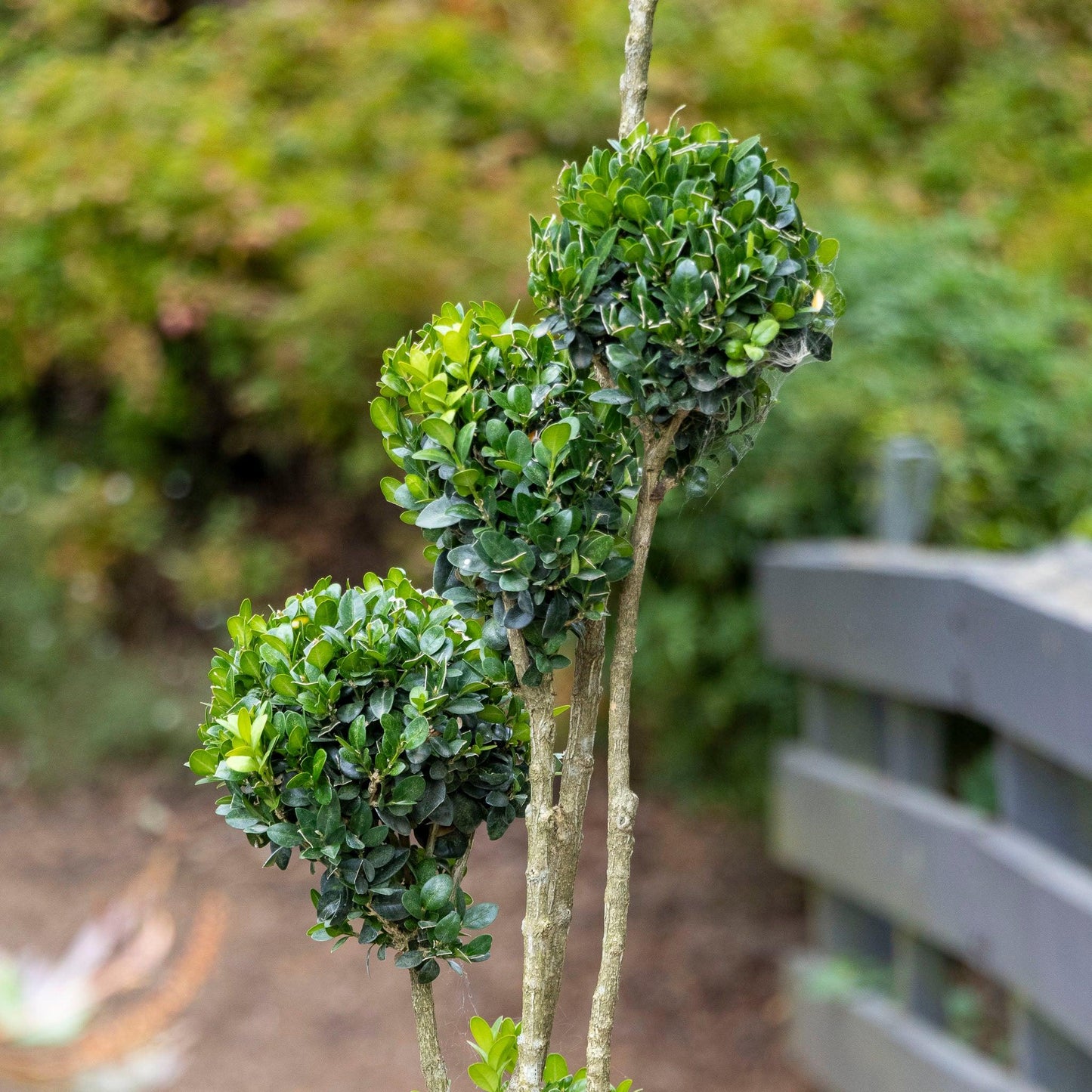Buxus Microphylla var. Japonica (Japanese Box Topiary Clouds)