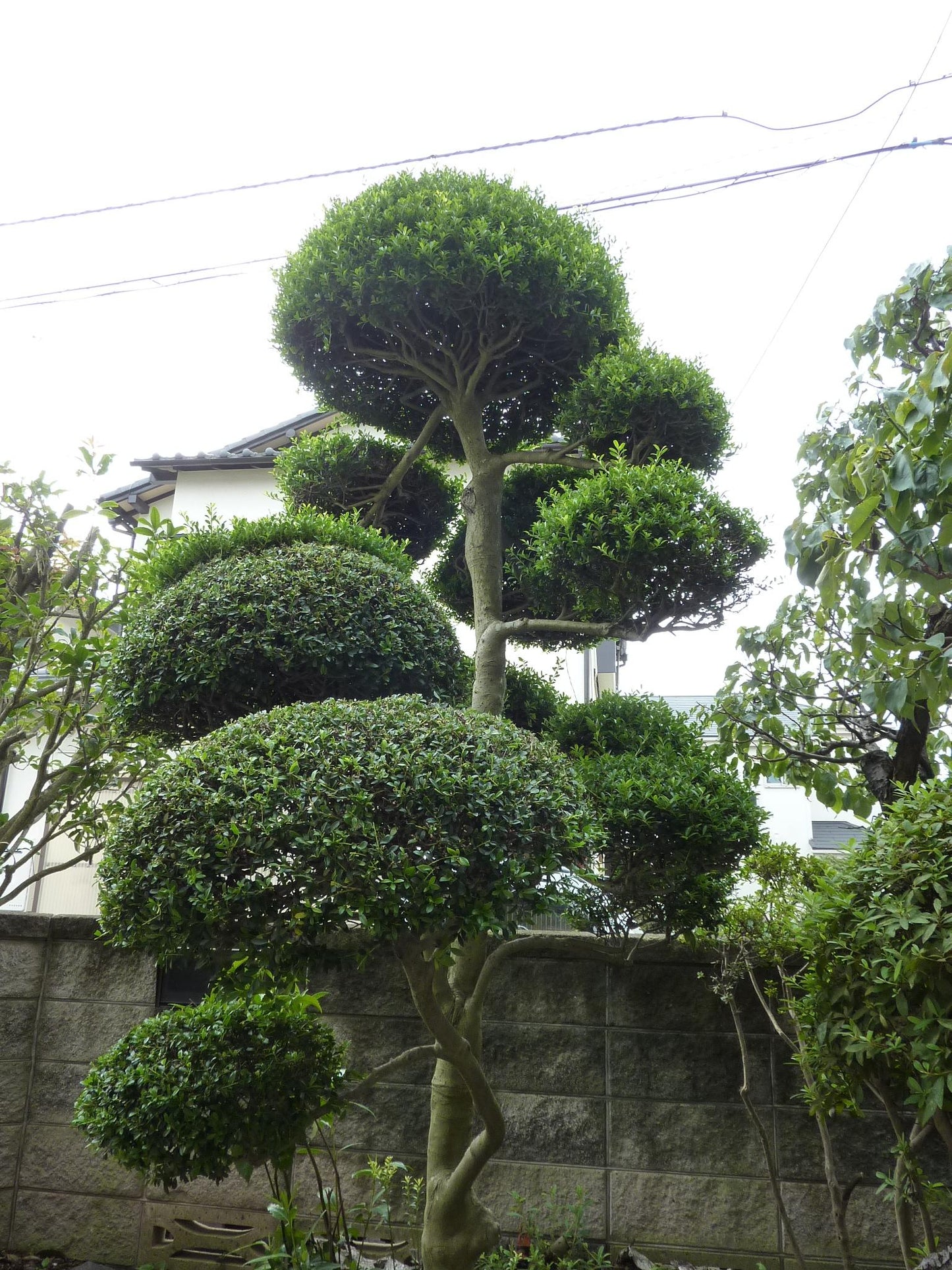 Buxus Microphylla var. Japonica (Japanese Box Topiary Clouds)