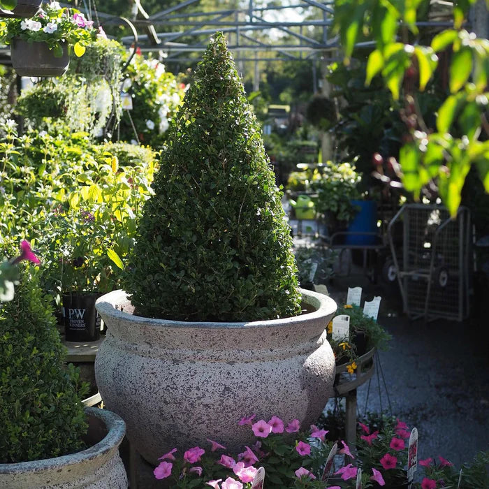 Buxus microphylla japonica (Japanese Box Topiary Cones)