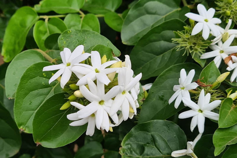 Jasminum multiflorum (Downy Jasmine / Winter Jasmine of India)