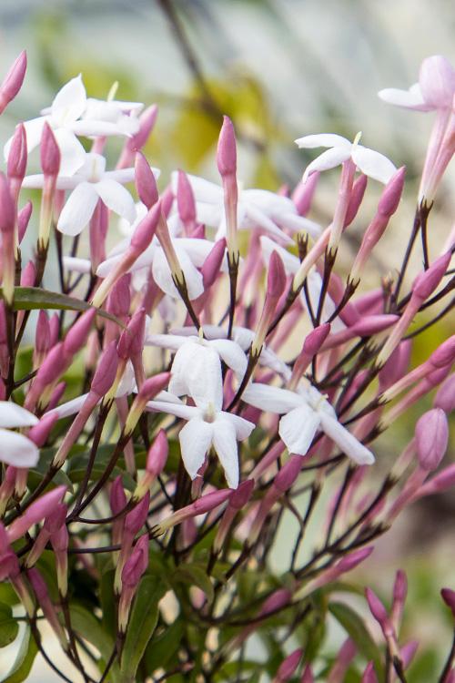 Jasminum Polyanthum (Pink Jasmine)