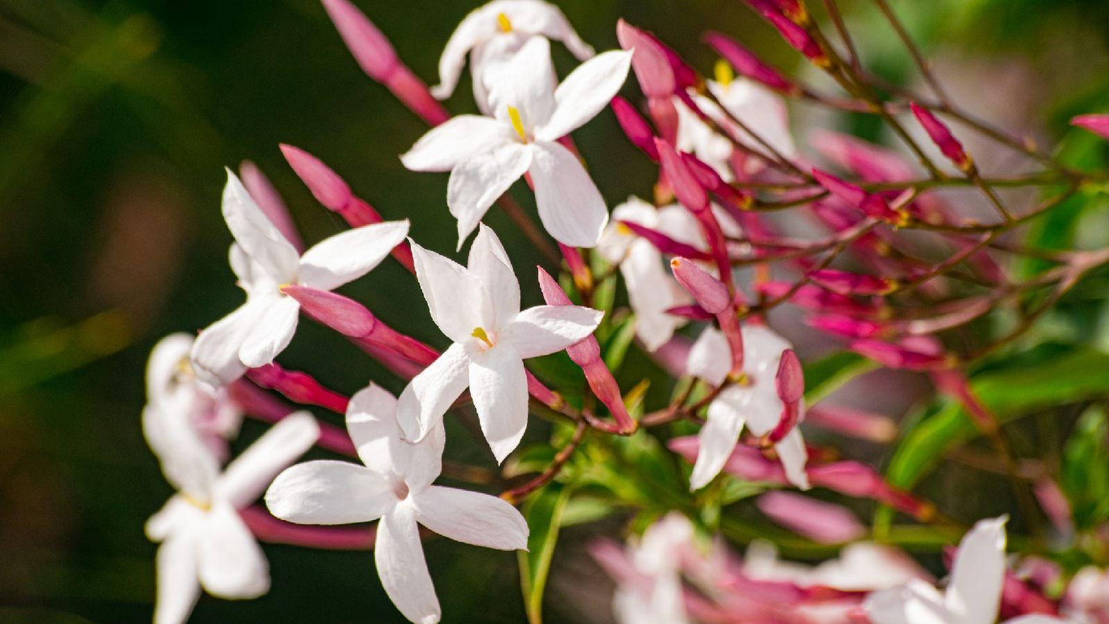 Jasminum Polyanthum (Pink Jasmine)