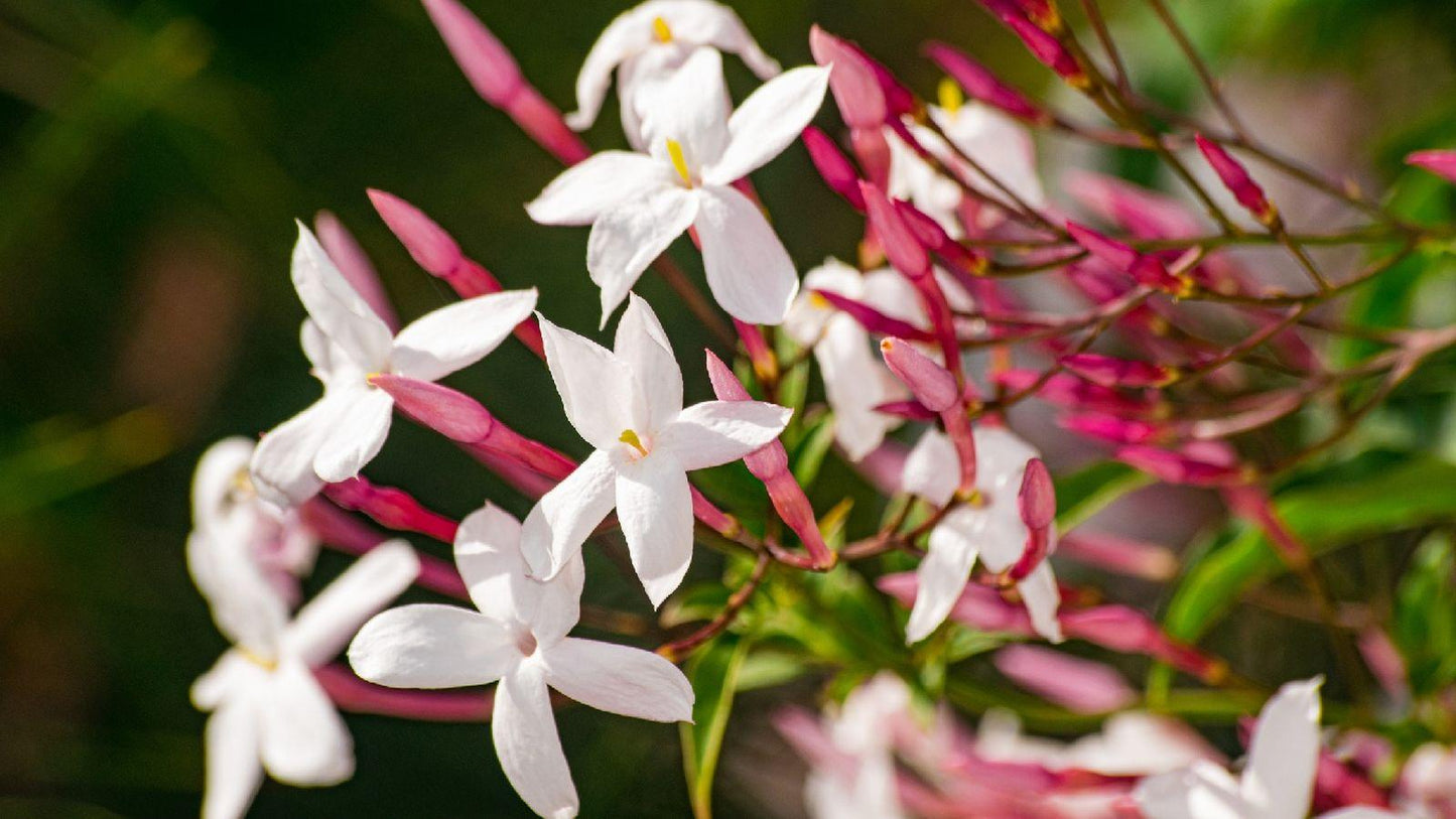 Jasminum Polyanthum (Pink Jasmine)