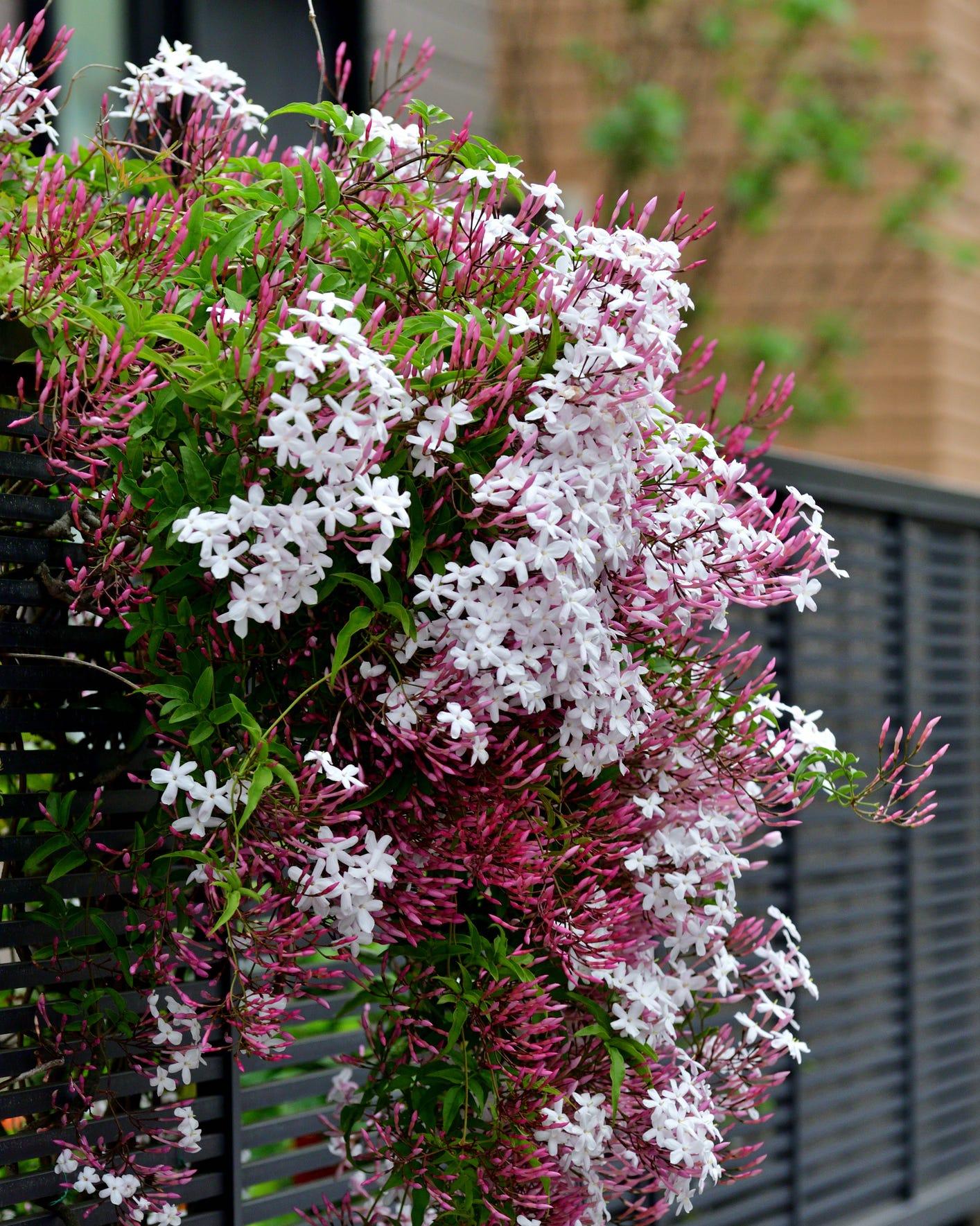 Jasminum Polyanthum (Pink Jasmine)