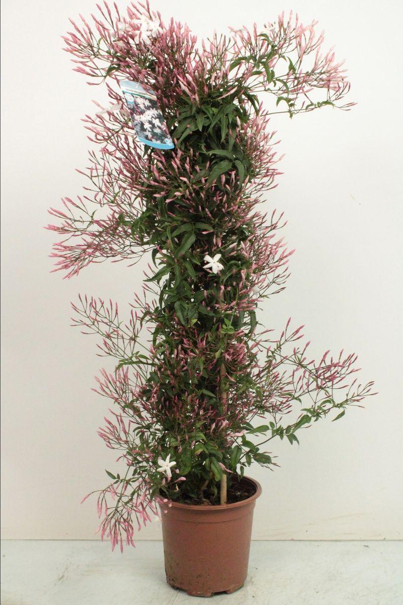 Jasminum Polyanthum (Triple Staked)