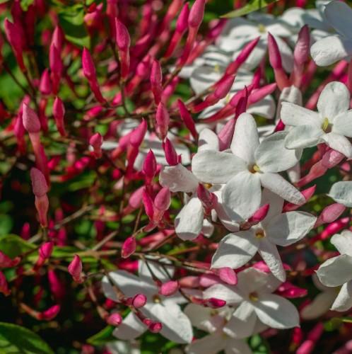Jasminum Polyanthum (Triple Staked)