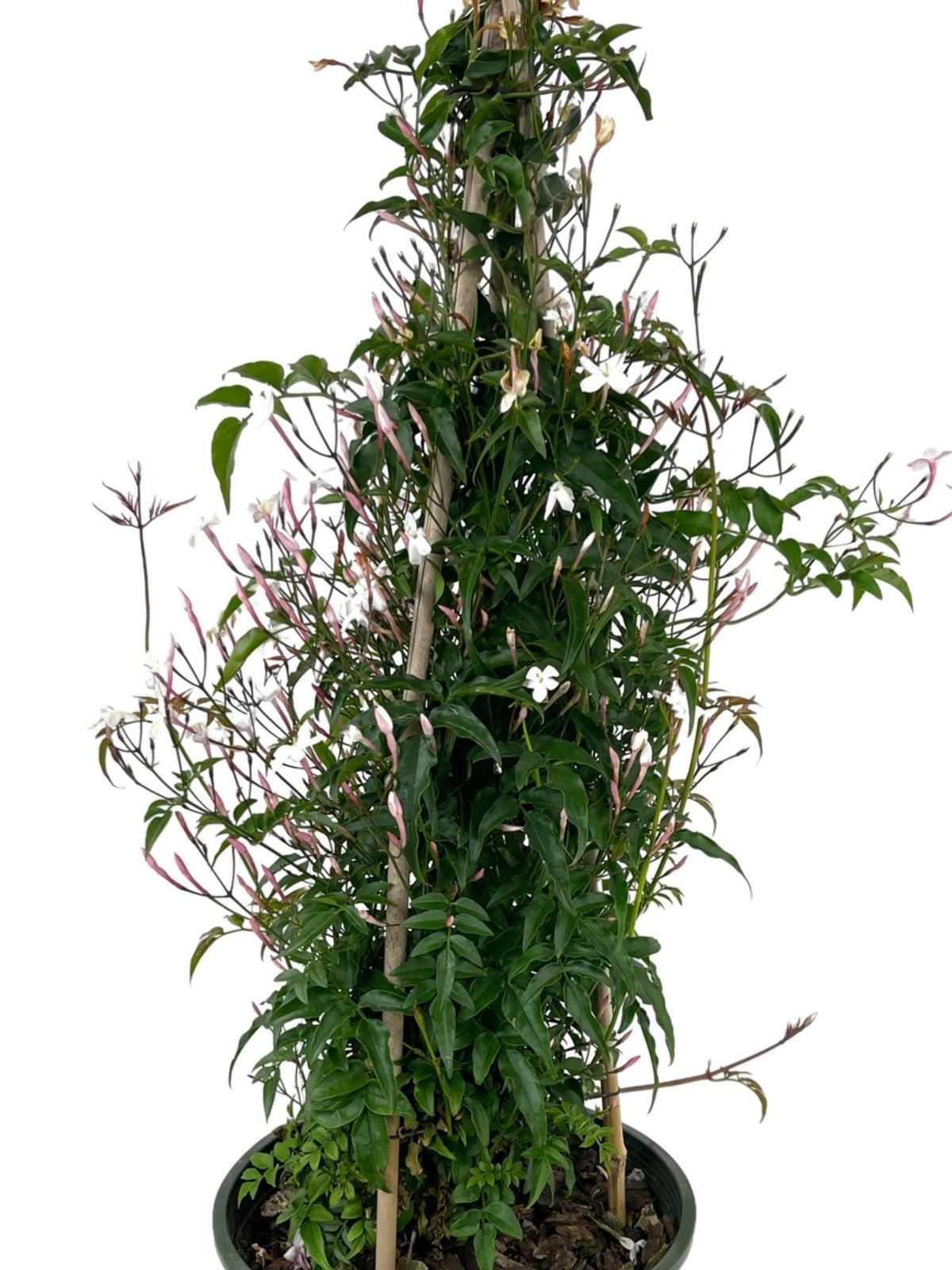 Jasminum Polyanthum (Triple Staked)