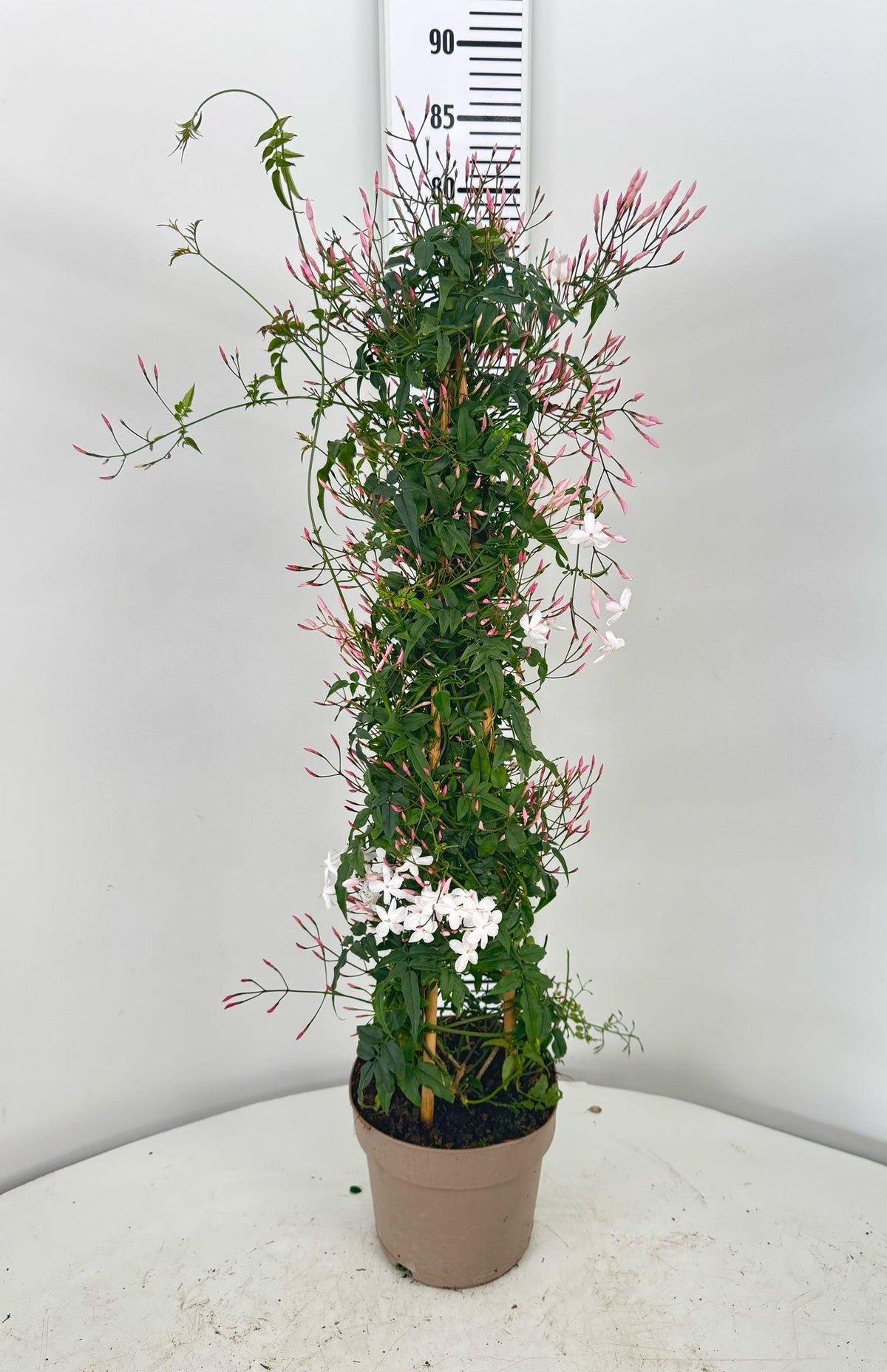 Jasminum Polyanthum (Triple Staked)
