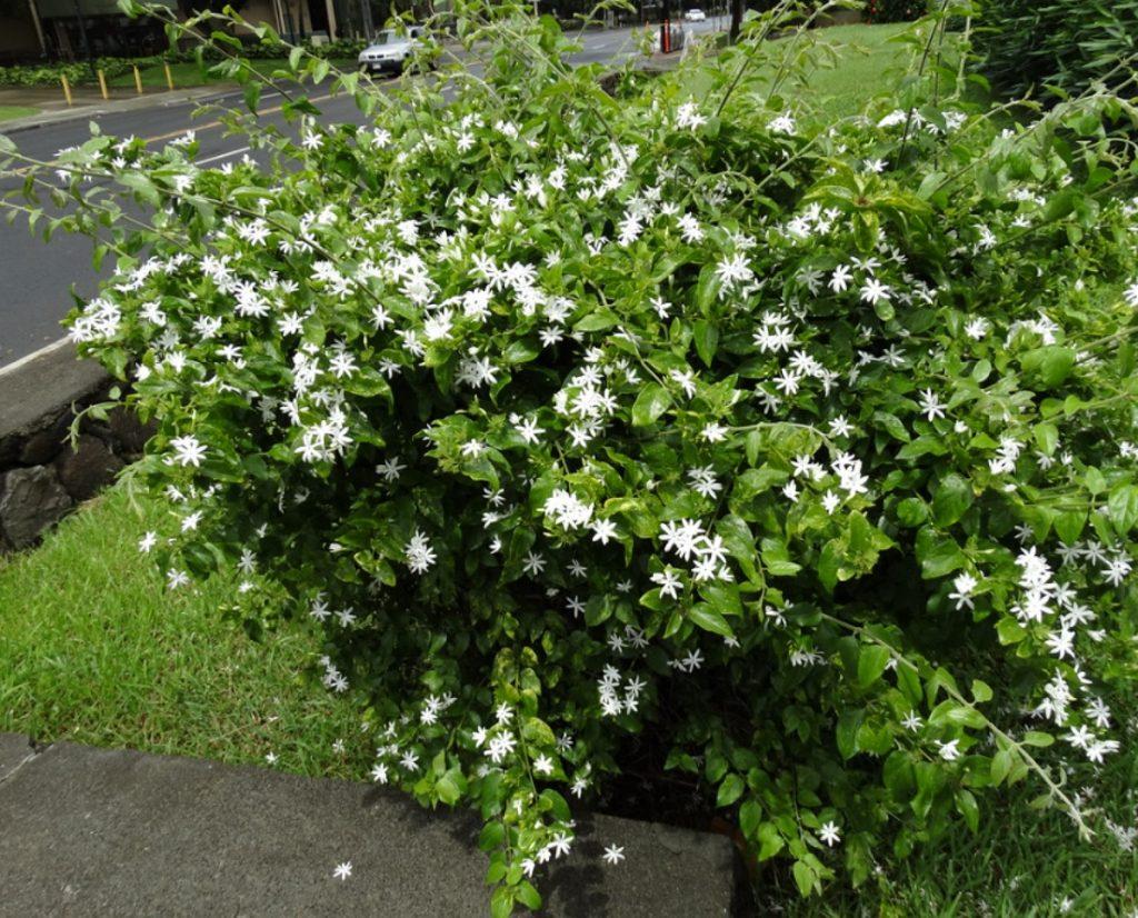 Jasminum multiflorum (Downy Jasmine / Winter Jasmine of India)