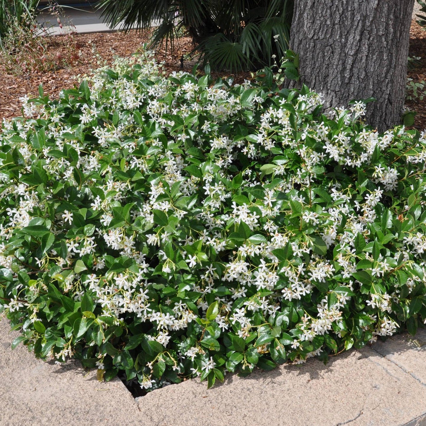 Jasminum multiflorum (Downy Jasmine / Winter Jasmine of India)