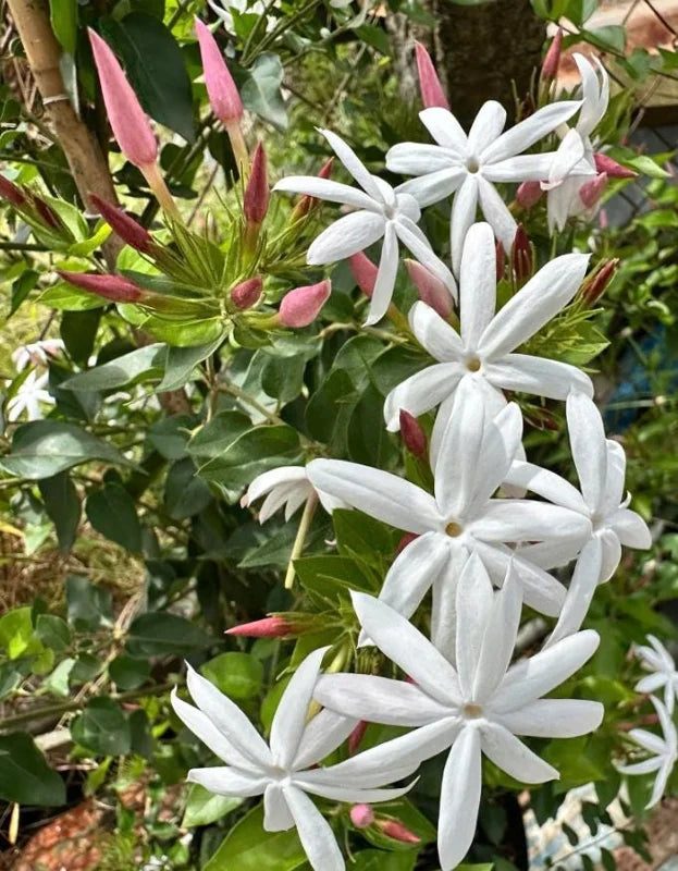 Jasminum multiflorum (Downy Jasmine / Winter Jasmine of India)