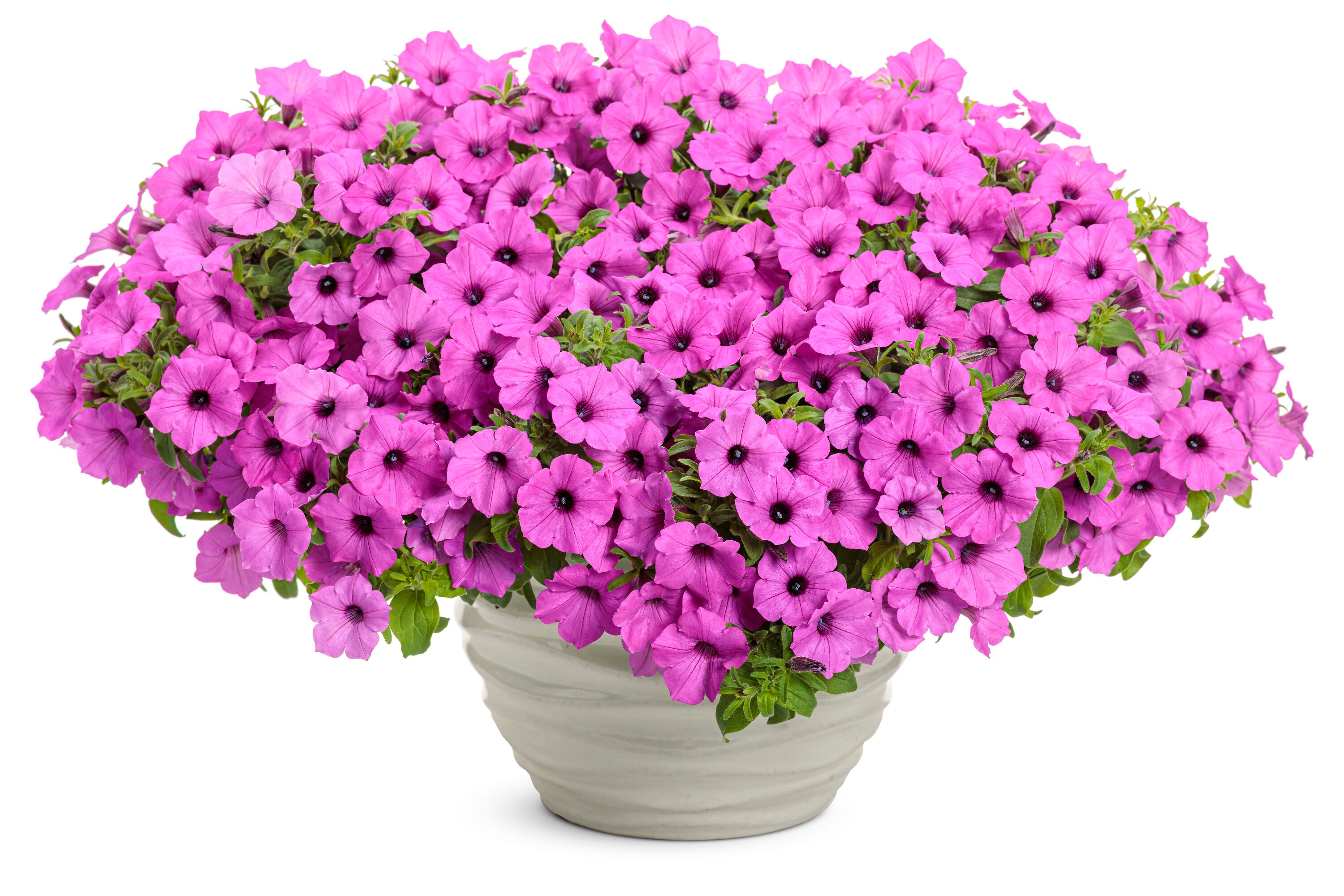 Petunia Hybrid 'Supertunia® Vista Jazzberry’ (Jazzberry Petunia)