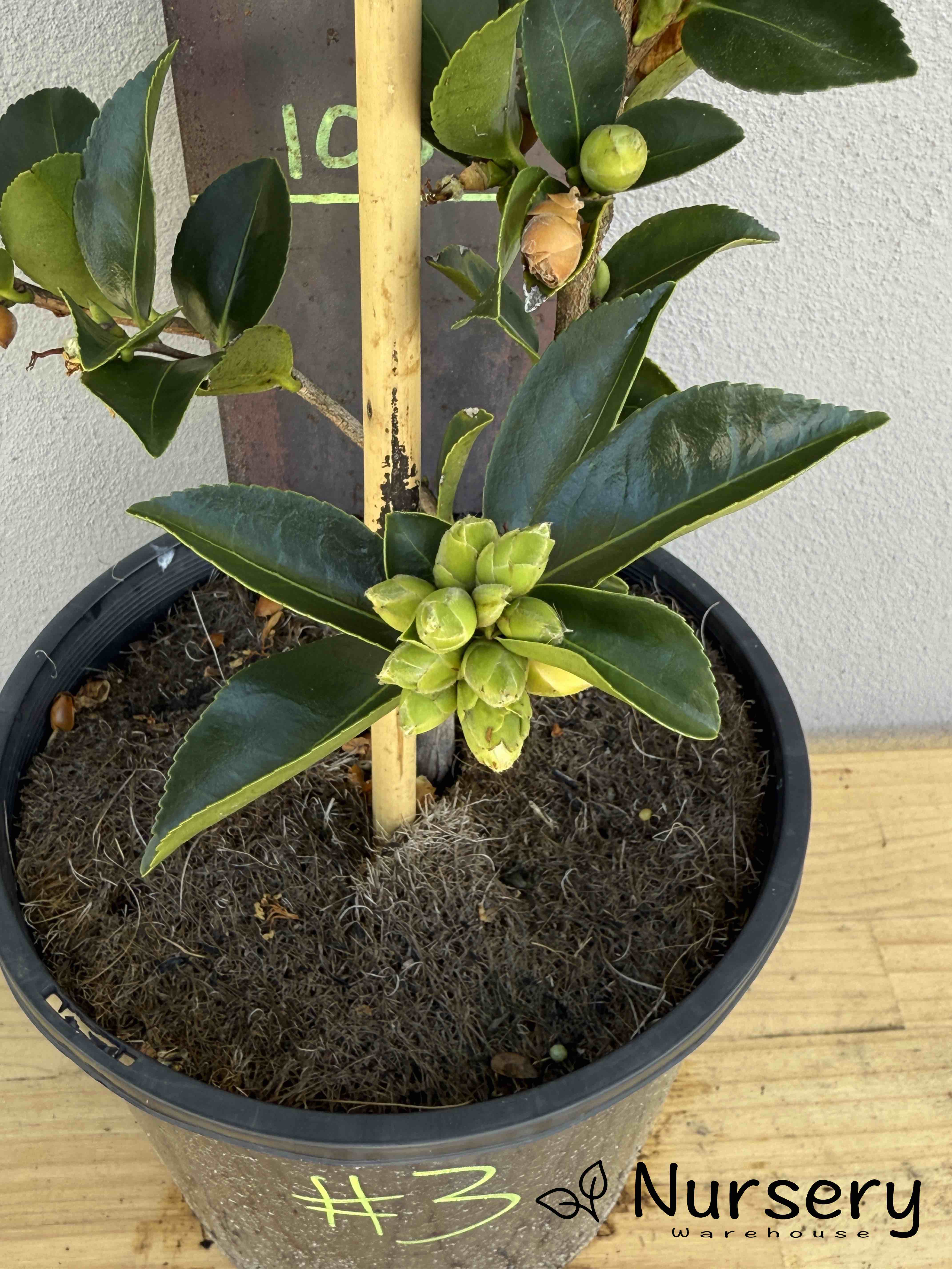 Camellia Sasanqua 'Jean May' (#003)