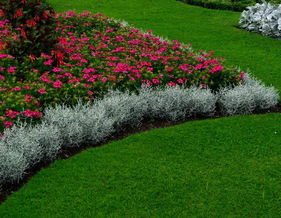 Leucophyta Brownii ‘Silver Nugget’ (Dwarf Cushion Bush)