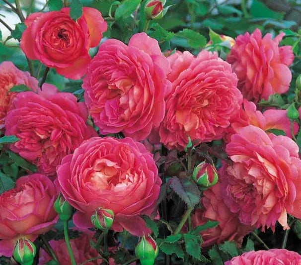 Rosa 'Jubilee Celebration' (Jubilee Celebration English Rose)