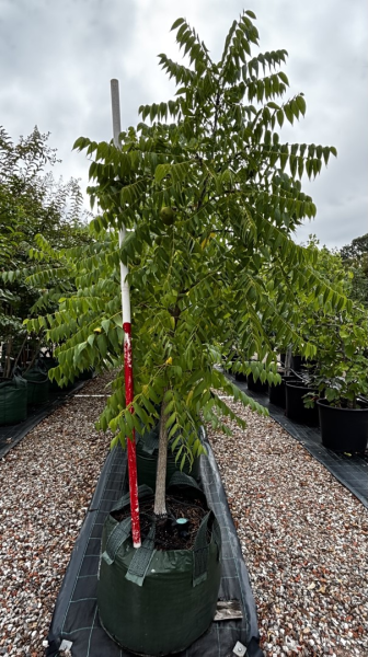 Juglans Nigra (Black Walnut)