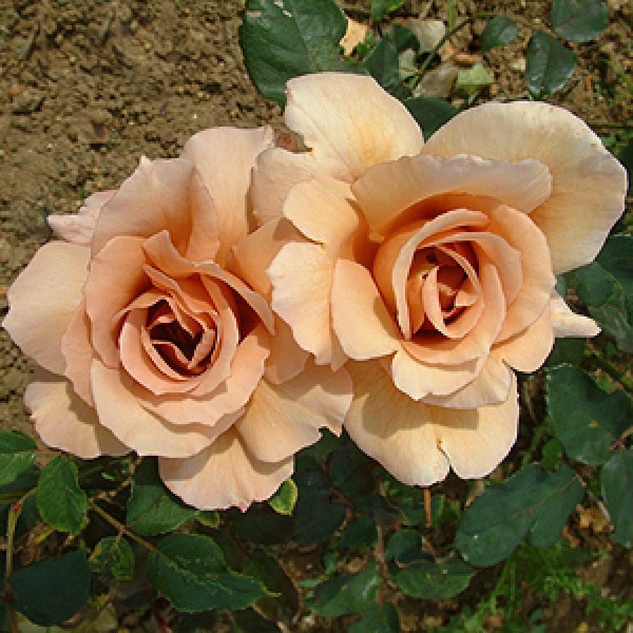 Rosa 'Julia's Rose' (Standard) (Julia's Rose Standard Hybrid Tea Rose)