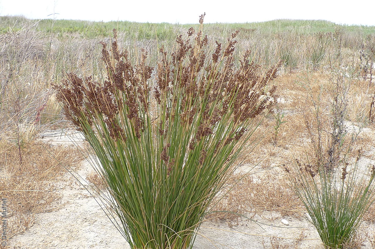 Juncus Kraussii (Sea Rush)
