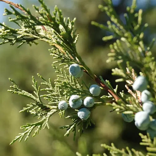 Juniperus Chinensis 'Keteleeri'