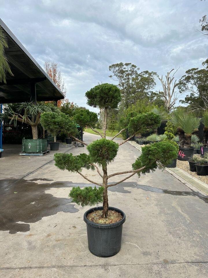 Juniperus Chinensis ‘Keteleeri’ Clouds (Cloud-Pruned Chinese Juniper)
