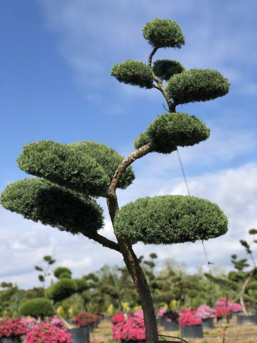 Juniperus Chinensis ‘Keteleeri’ Clouds (Cloud-Pruned Chinese Juniper)